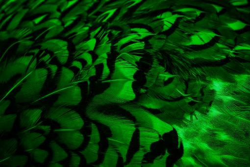 Free Stock Photo of Green feathers with an interesting pattern background