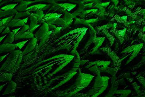 Free Stock Photo of Green feathers with an interesting pattern