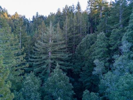 Free Stock Photo of Green forest