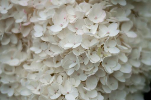 Free Stock Photo of White macro flowers