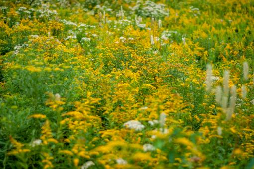 Free Stock Photo of Wildflower meadow