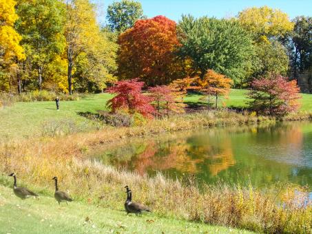 Free Stock Photo of Capturing photos at Botanic Gardens