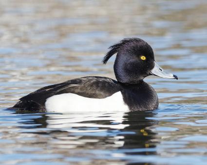 Free Stock Photo of Tufted Duck