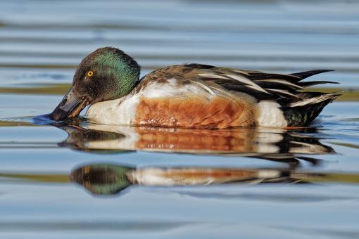 Free Stock Photo of Northern Shoveler