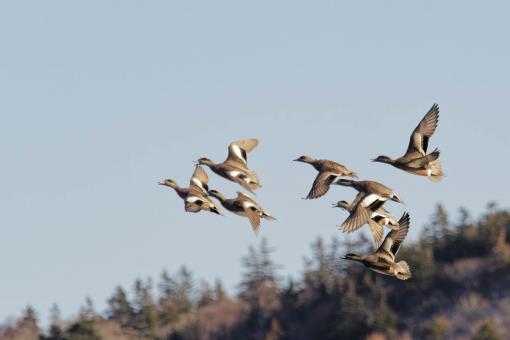 Free Stock Photo of American Wigeon