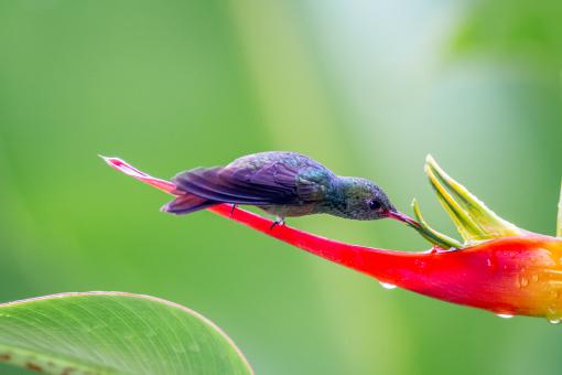 Free Stock Photo of Humming bird nature