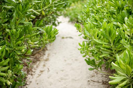 Free Stock Photo of Nature path