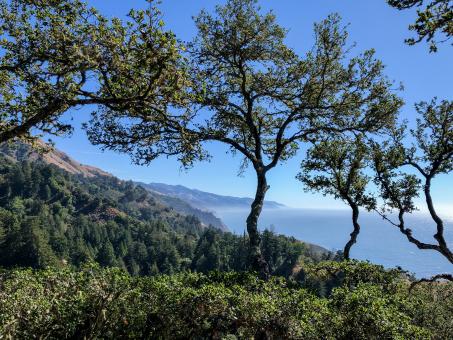 Free Stock Photo of Scenic coastal trees