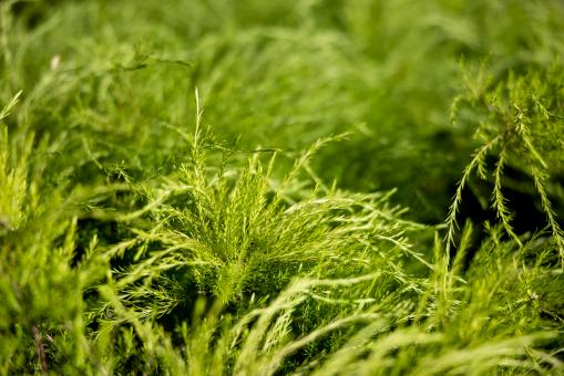 Free Stock Photo of Lush grassy background