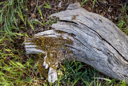 Free Stock Photo of Fallen tree