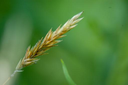 Free Stock Photo of Tall grass