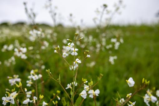 Free Stock Photo of Wildflowers field