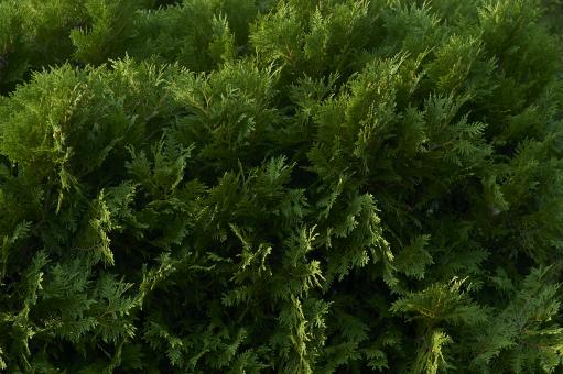 Free Stock Photo of Green bush background
