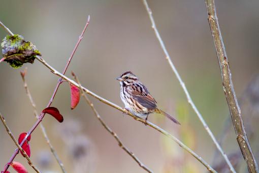 Free Stock Photo of Song sparrow