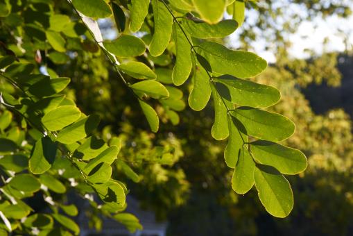 Free Stock Photo of Leaves at sunset