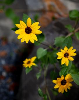 Free Stock Photo of Daisy flowers
