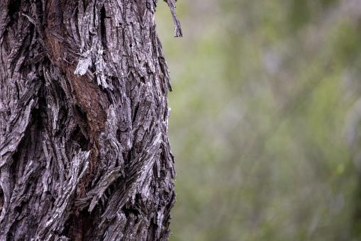 Free Stock Photo of Tree bark