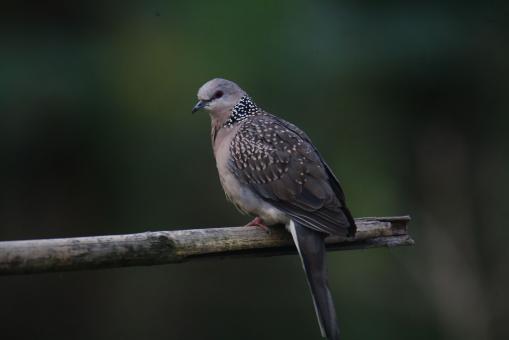Free Stock Photo of Spotted dove