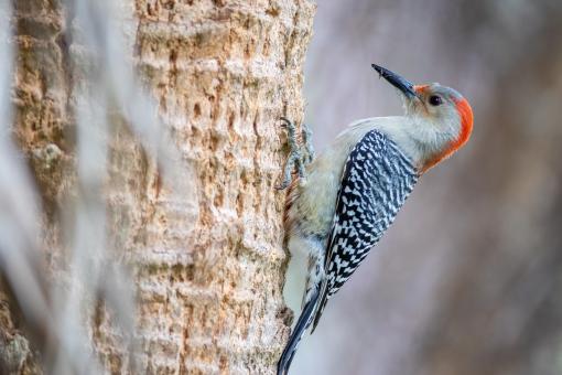 Free Stock Photo of Woodpecker