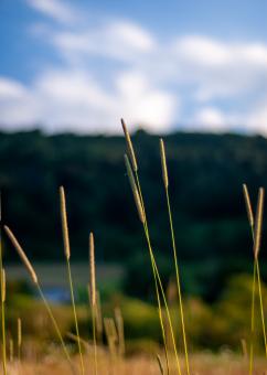Free Stock Photo of Tall grass