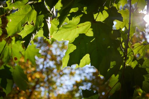 Free Stock Photo of Sun Forest Nature