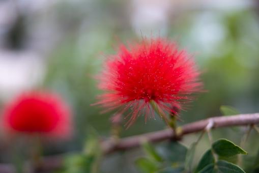 Free Stock Photo of Red wildflower
