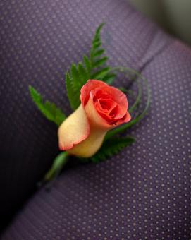 Free Stock Photo of Single Rose