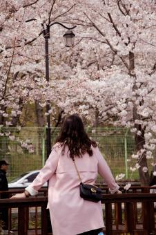 Free Stock Photo of Cherry Blossoms