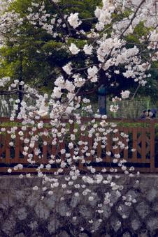 Free Stock Photo of Cherry Blossoms in Korea
