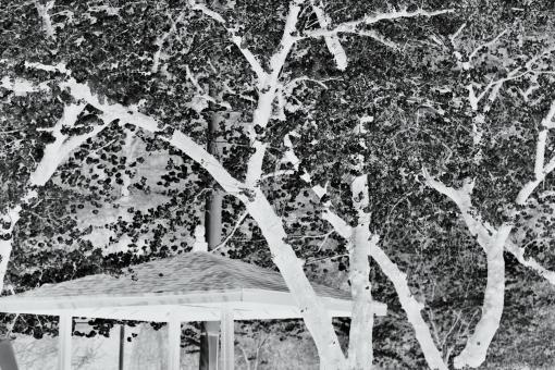 Free Stock Photo of Infrared shot of cherry blossoms trees