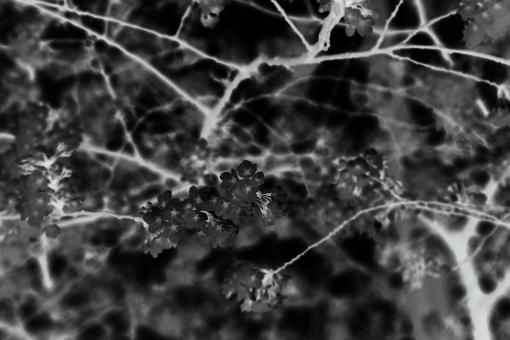 Free Stock Photo of Infrared shot of cherry blossoms trees