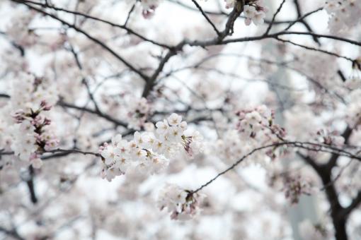Free Stock Photo of Cherry Blossoms