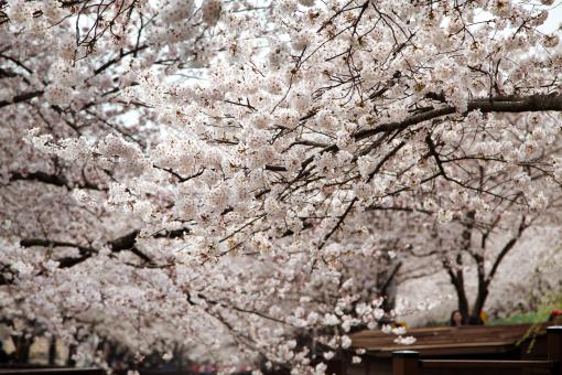 Free Stock Photo of Cherry Blossoms in Korea
