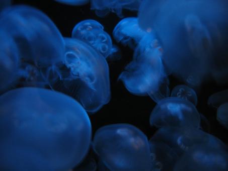 Free Stock Photo of Jellyfish background