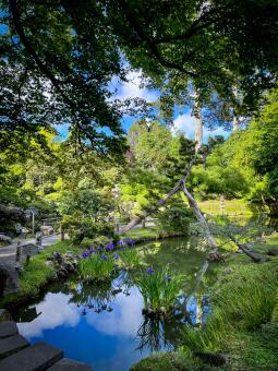 Free Stock Photo of Pond landscape