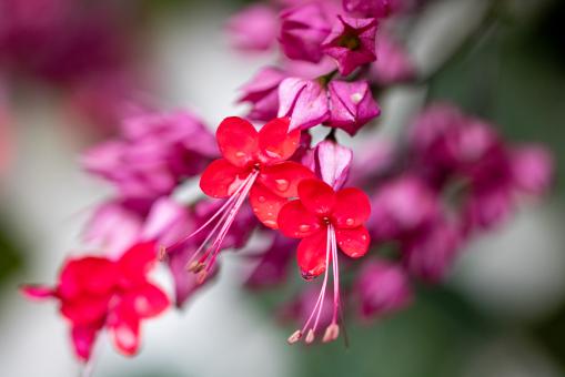 Free Stock Photo of Wildflowers