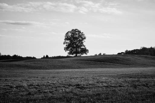 Free Stock Photo of Lone Tree