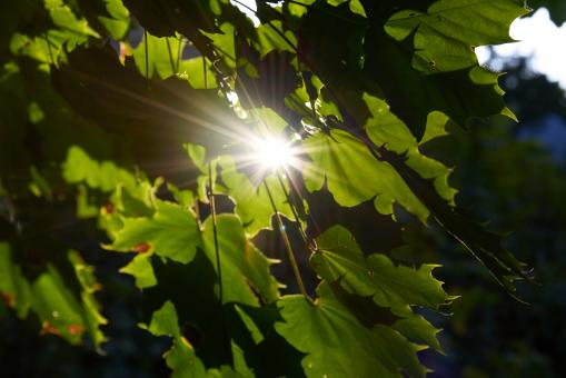 Free Stock Photo of Sun through forest