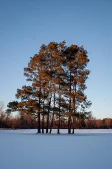 Free Stock Photo of Winter trees