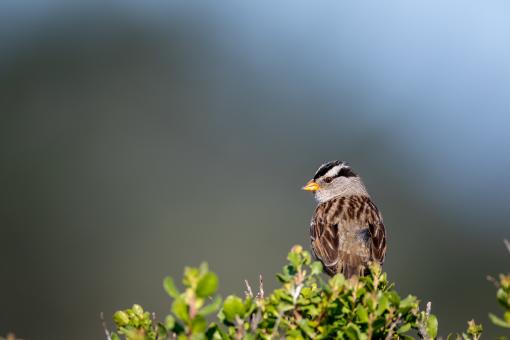 Free Stock Photo of Sparrow bird