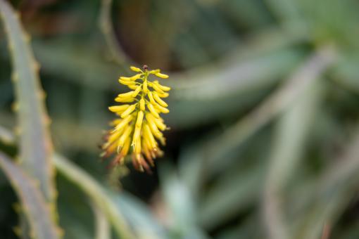 Free Stock Photo of Yellow wildflower
