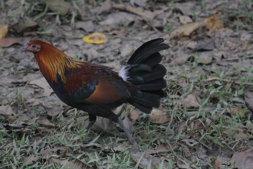 Free Stock Photo of Red jungle fowl