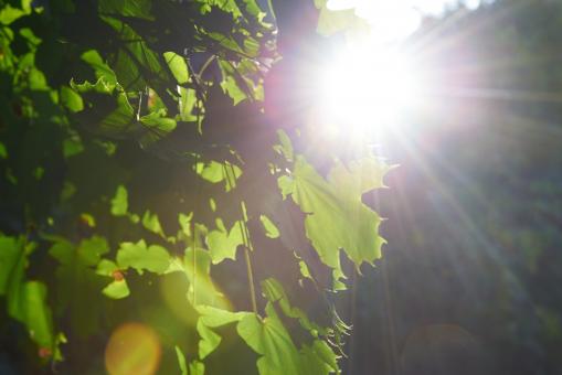 Free Stock Photo of Sun Flare Forest