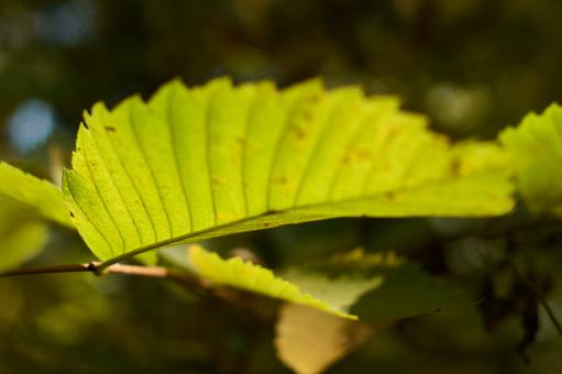 Free Stock Photo of Light green leaf