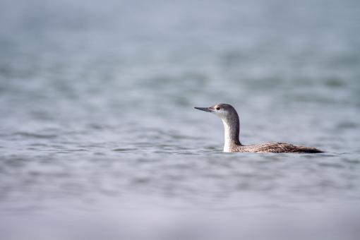 Free Stock Photo of Water bird