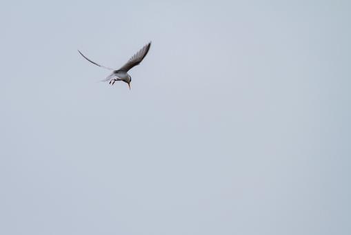 Free Stock Photo of Flying bird