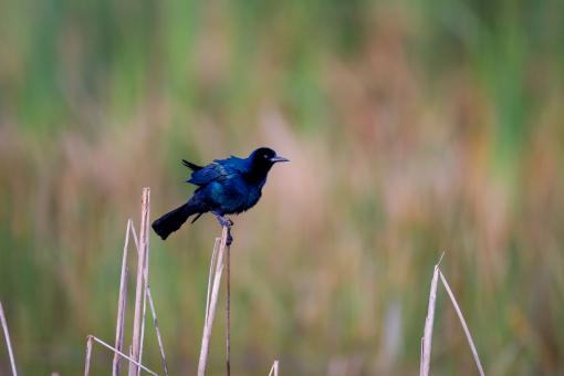 Free Stock Photo of Perched Blackbird