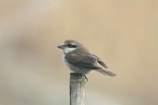 Free Stock Photo of Brown Shrike