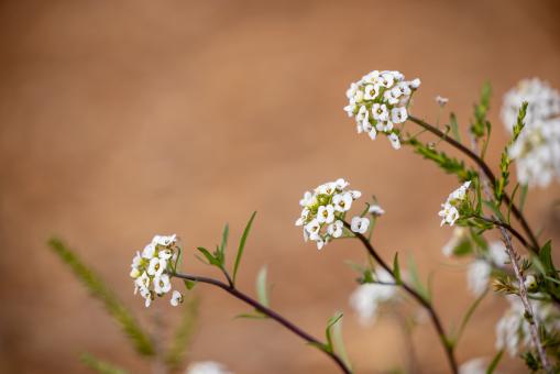Free Stock Photo of White wildflowers