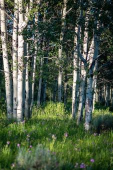 Free Stock Photo of Summer forest